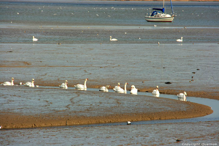 Swans on River Stour Mistley / United Kingdom 