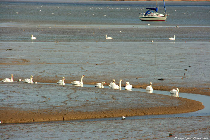 Zwanen op Rivier Stour Mistley / Engeland 