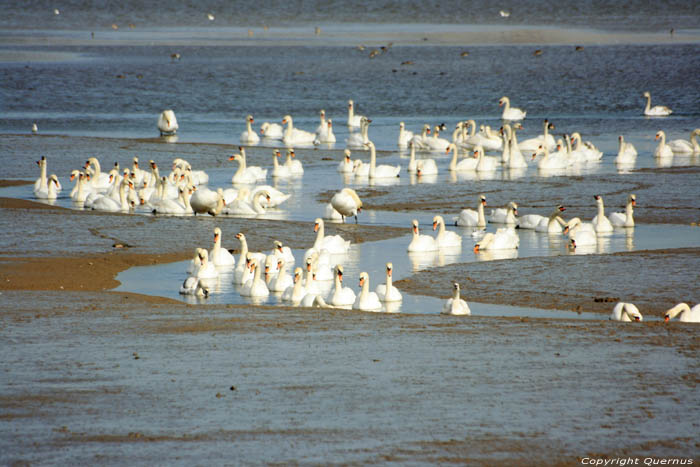 Swans on River Stour Mistley / United Kingdom 