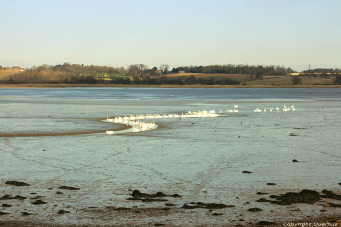 Swans on River Stour Mistley / United Kingdom 