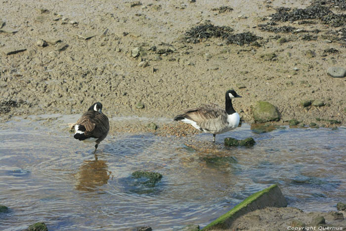 Meer Mistley / Engeland 