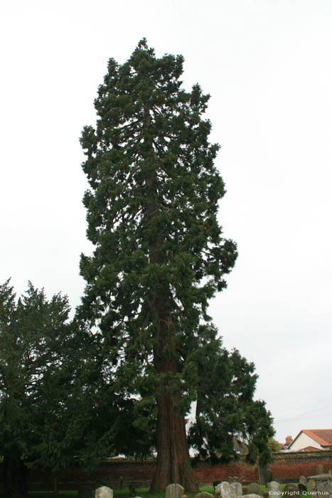 Mamout Tree Framlingham / United Kingdom 