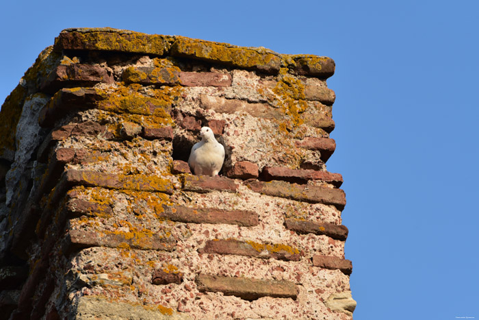 Pigeon Nessebar / Bulgarie 