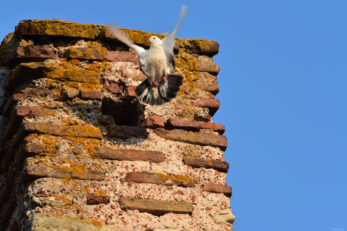 Pigeon Nessebar / Bulgarie 