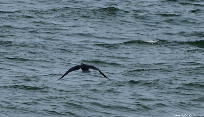 Cormorant Sozopol / Bulgaria 