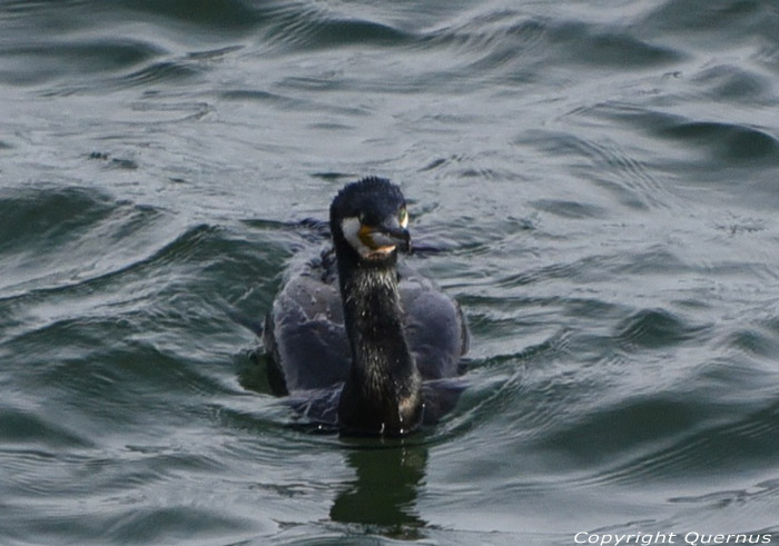 Cormorant Sozopol / Bulgaria 