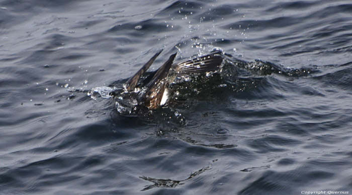 Cormorant Sozopol / Bulgaria 