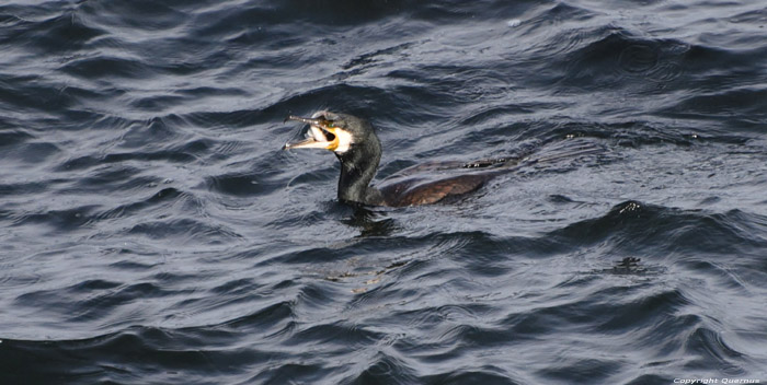 Cormorant Sozopol / Bulgaria 