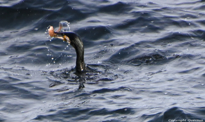 Cormorant Sozopol / Bulgaria 