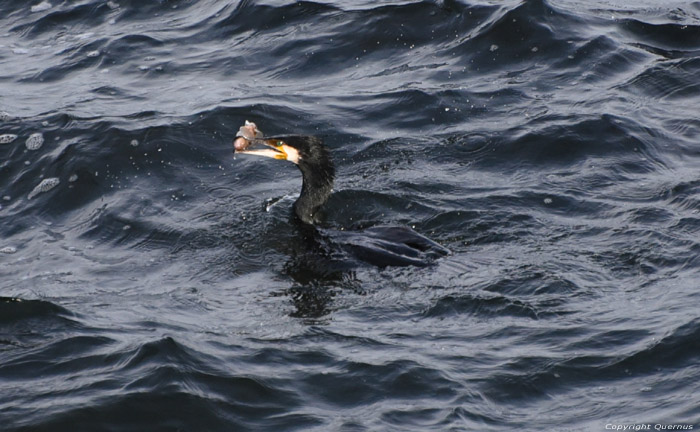 Cormorant Sozopol / Bulgaria 