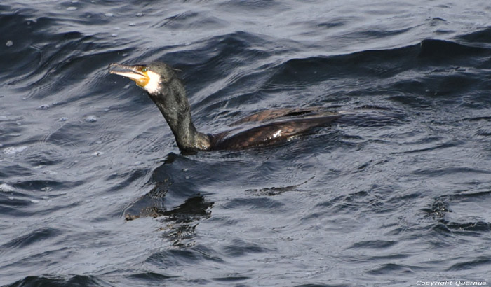 Cormorant Sozopol / Bulgaria 