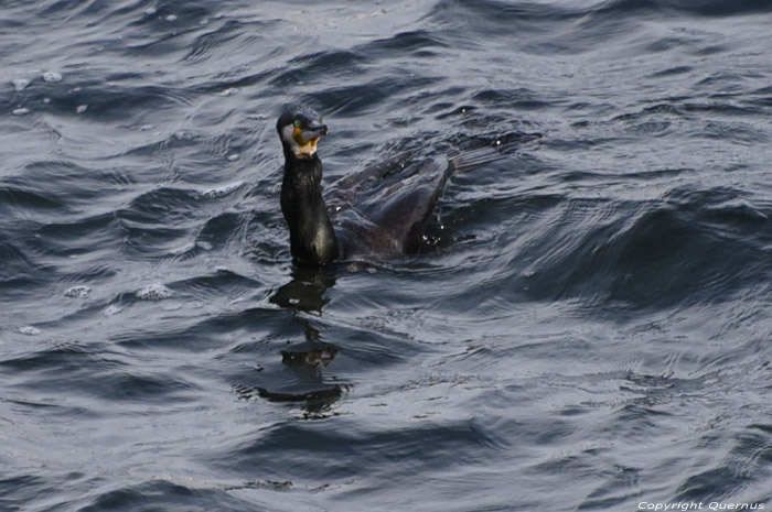 Cormorant Sozopol / Bulgaria 