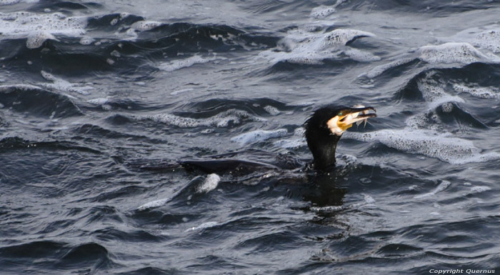 Cormorant Sozopol / Bulgaria 