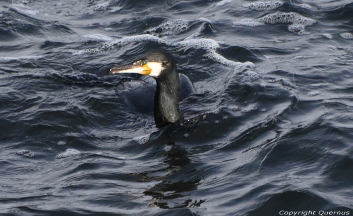 Cormorant Sozopol / Bulgaria 