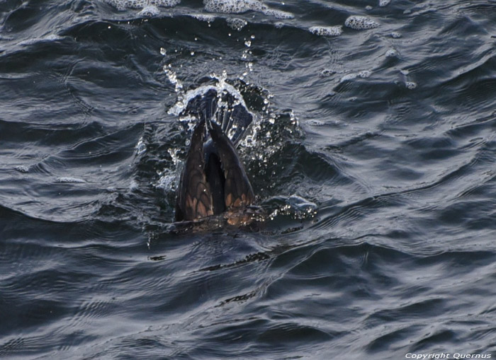 Cormorant Sozopol / Bulgaria 