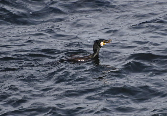 Cormorant Sozopol / Bulgaria 