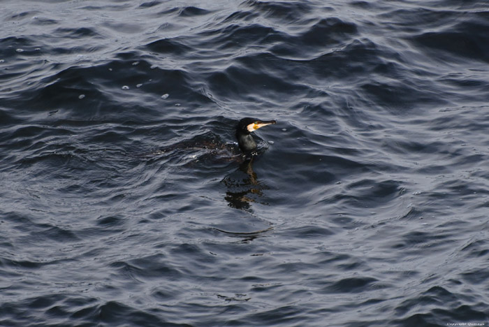 Cormorant Sozopol / Bulgaria 