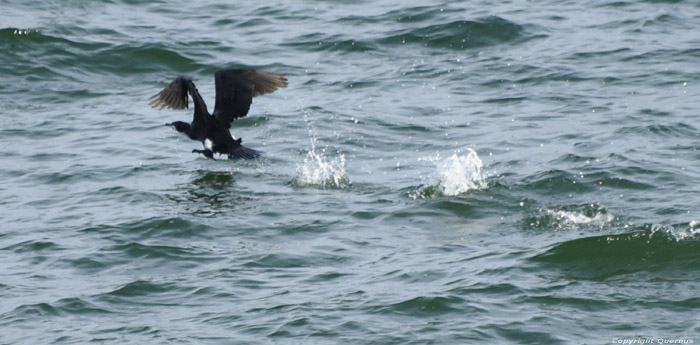 Cormorant Sozopol / Bulgaria 