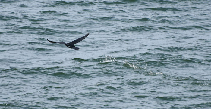 Cormorant Sozopol / Bulgaria 