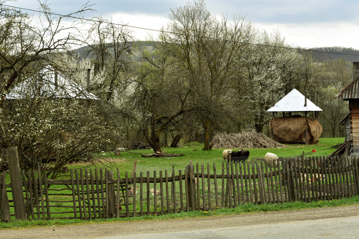 Boerderij Barsana / Roemeni 