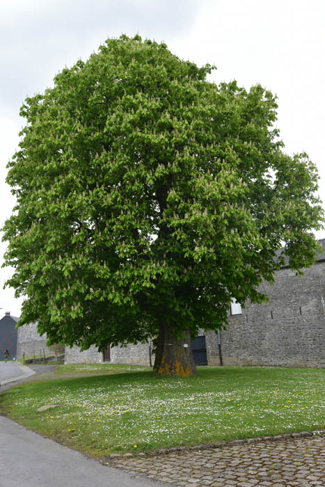 Saint Medart Chestnut Tree SAMART in PHILIPPEVILLE / BELGIUM 