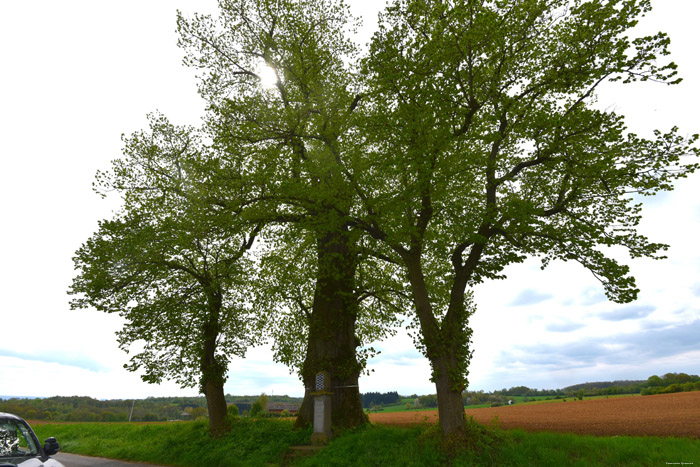 Saint Ann's Linden and Saint Ann's Chapel VILLERS-LE-GAMBON in PHILIPPEVILLE / BELGIUM 