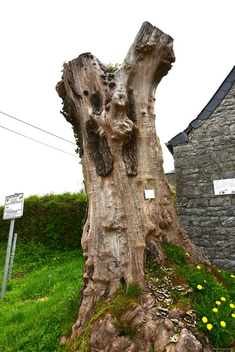 Holande's Linden VILLERS-LE-GAMBON in PHILIPPEVILLE / BELGIUM 