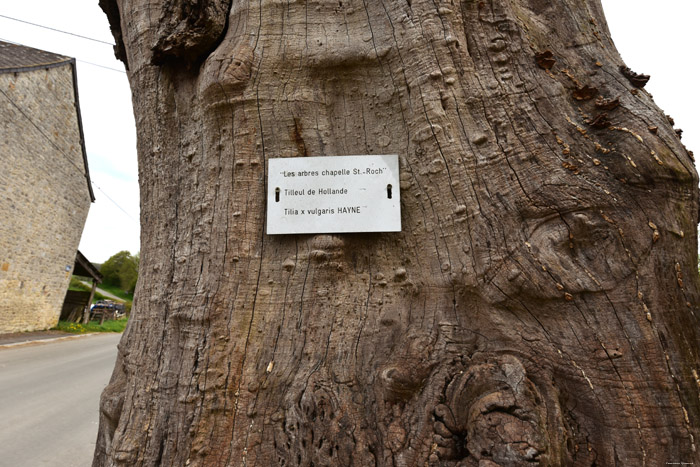 Holande's Linden VILLERS-LE-GAMBON in PHILIPPEVILLE / BELGIUM 