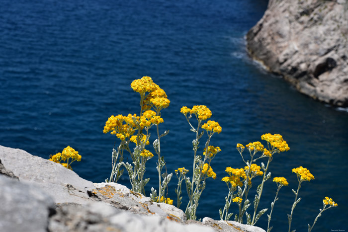 Bloemen met Adriatische zee Dubrovnik in Dubrovnic / KROATI 