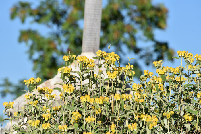 Bloemen Dubrovnik in Dubrovnic / KROATI 