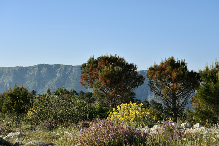 Bomen Dubrovnik in Dubrovnic / KROATI 