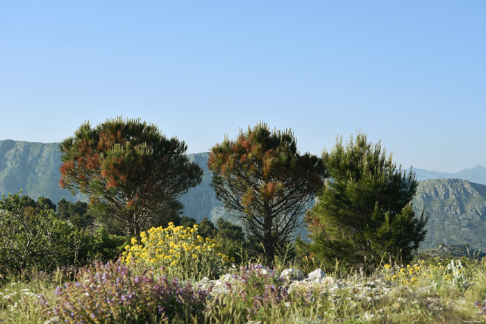 Bomen Dubrovnik in Dubrovnic / KROATI 