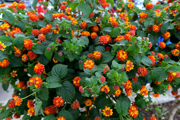 Flowers Dubrovnik in Dubrovnic / CROATIA 