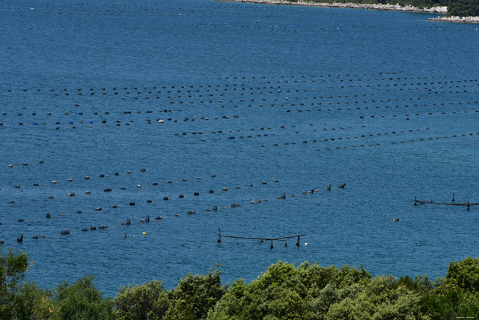 Plantage mosselen onder water Zaton Doli / KROATI 