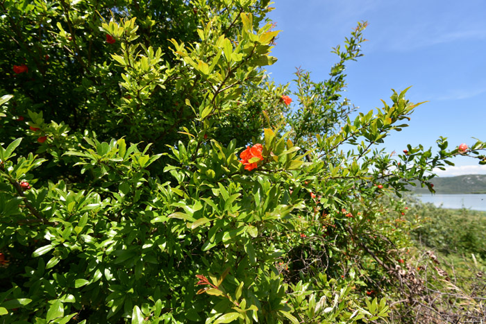 Bloemen en bessen Bajovci in Capljina / Boznie-Herzegovina 