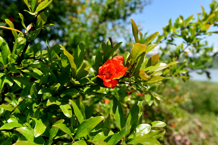 Bloemen en bessen Bajovci in Capljina / Boznie-Herzegovina 