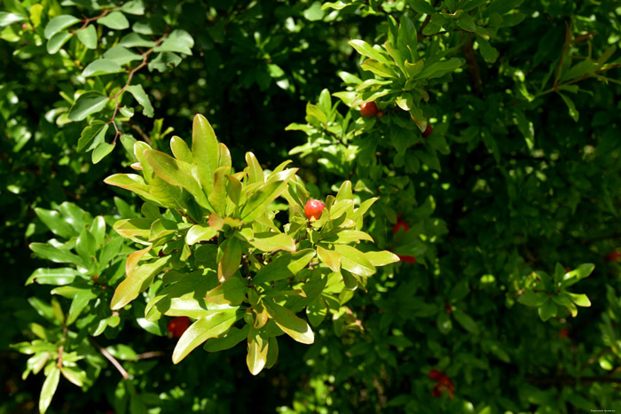 Flowers Bajovci in Capljina / Bosnia-Herzegovina 