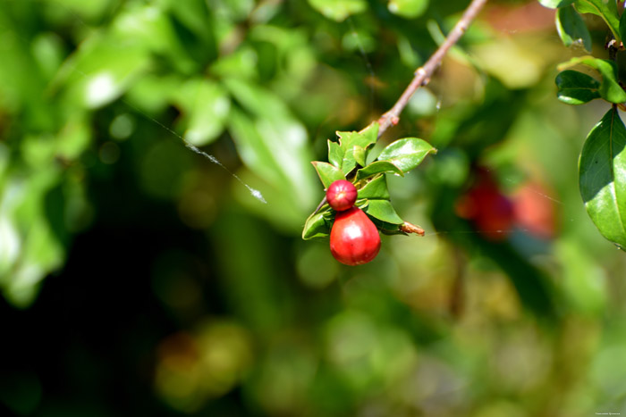 Fleures Bajovci  Capljina / Bosnie-Herzegovina 