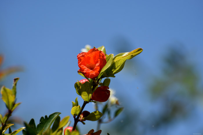 Bloemen en bessen Bajovci in Capljina / Boznie-Herzegovina 