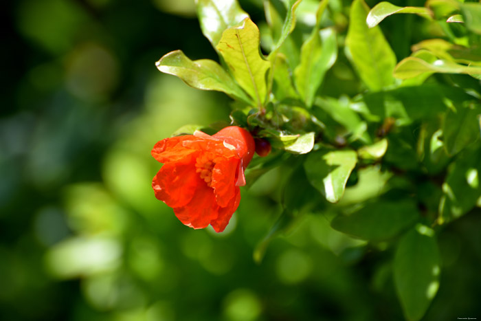 Bloemen en bessen Bajovci in Capljina / Boznie-Herzegovina 