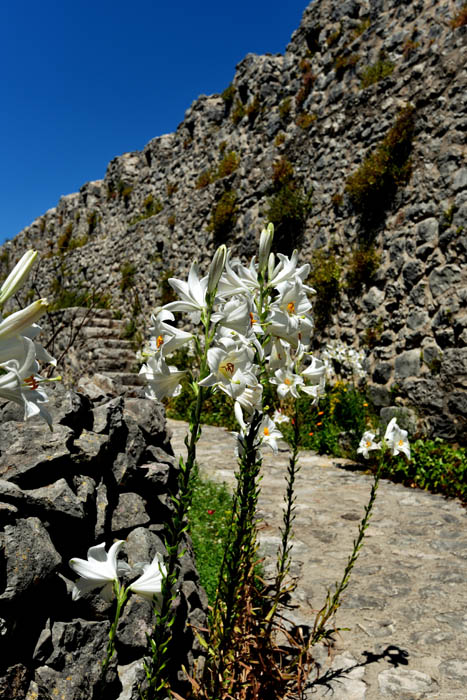 Bloemen Pocitelj in Capljina / Boznie-Herzegovina 