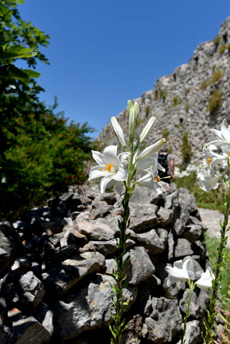 Fleures Pocitelj  Capljina / Bosnie-Herzegovina 