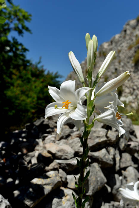 Flowers Pocitelj in Capljina / Bosnia-Herzegovina 
