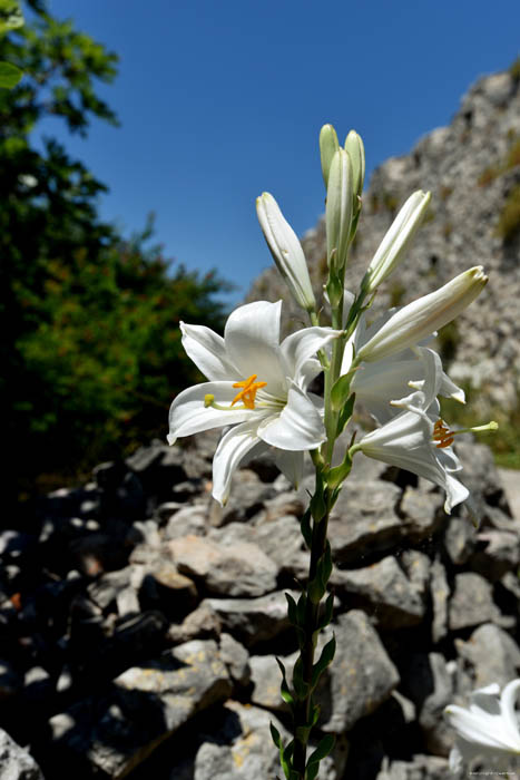 Bloemen Pocitelj in Capljina / Boznie-Herzegovina 