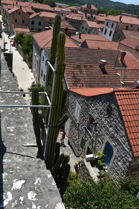 Giant Cactus in front of Ina Appartment Ston / CROATIA 