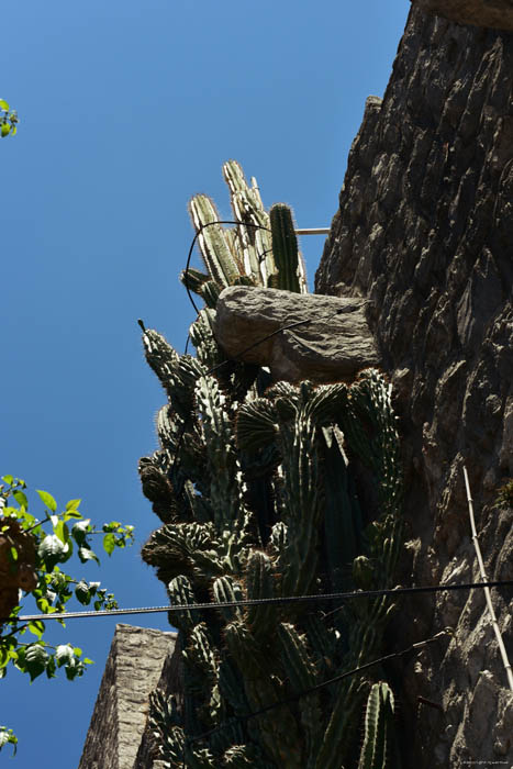 Giant Cactus in front of Ina Appartment Ston / CROATIA 