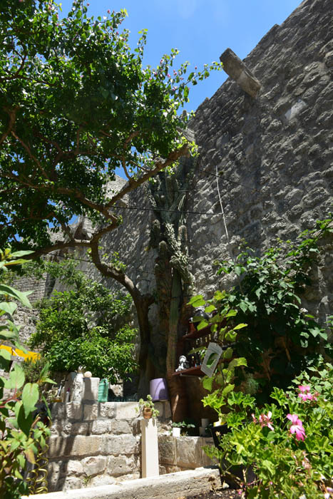 Giant Cactus in front of Ina Appartment Ston / CROATIA 