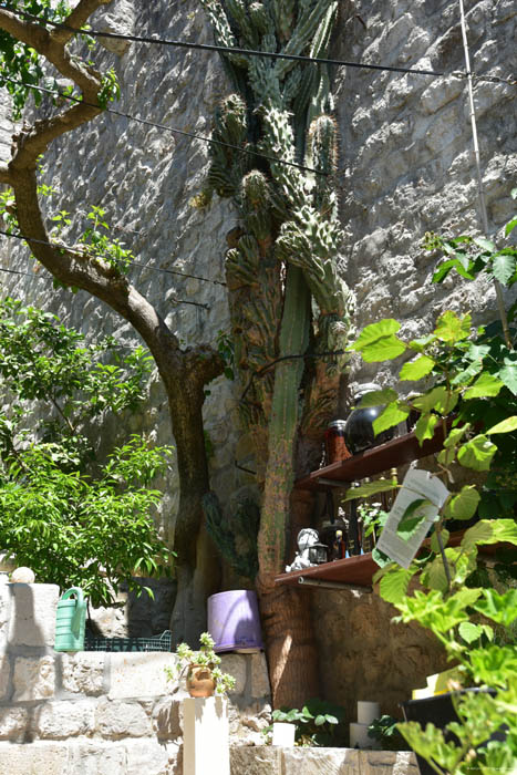 Giant Cactus in front of Ina Appartment Ston / CROATIA 