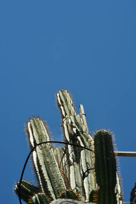 Reusachtige Cactus tov Ina Appartement Ston / KROATI 