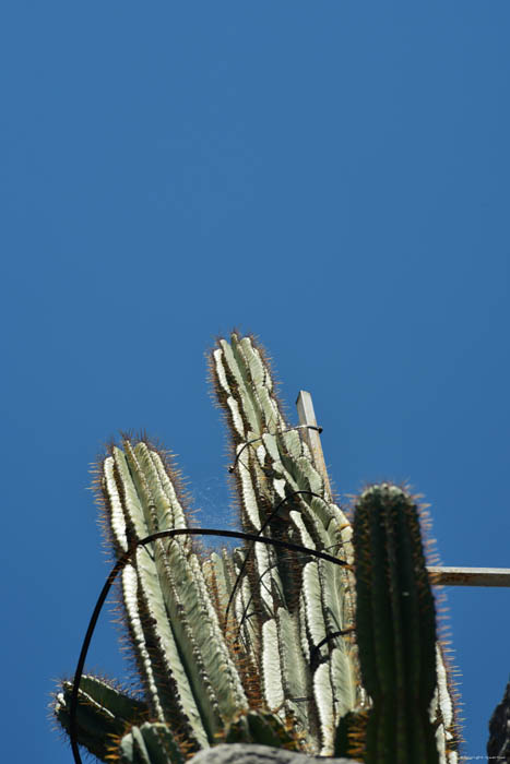 Giant Cactus in front of Ina Appartment Ston / CROATIA 